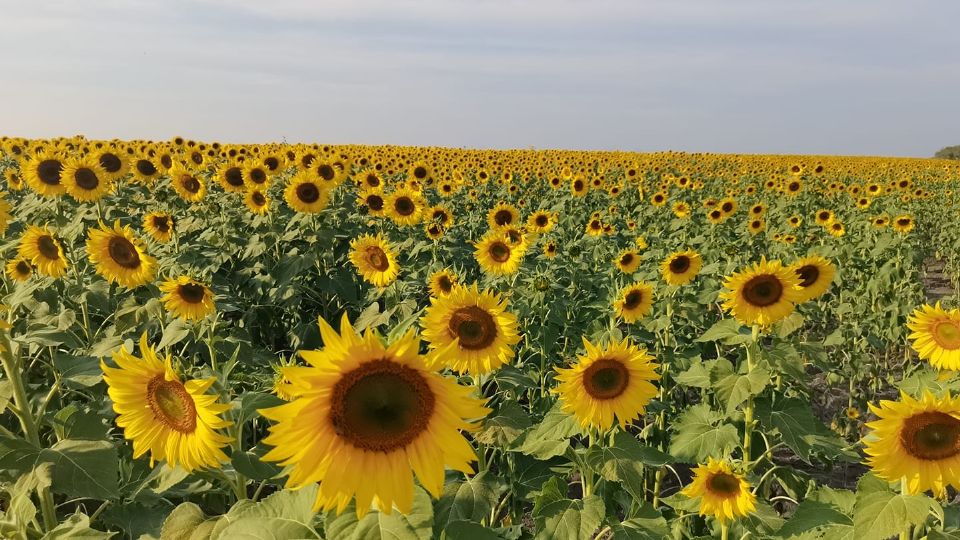 Girasoles Huasteca Potosina