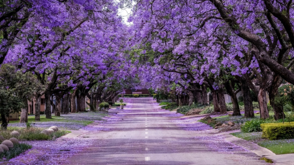 Jacarandas En Cdmx