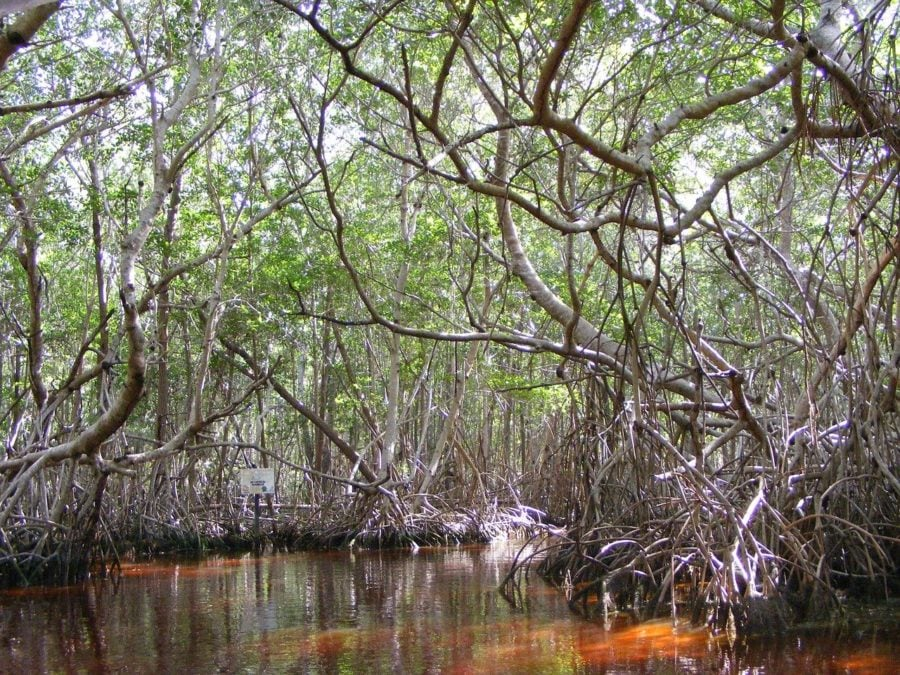 Conoce el río rojo de celestún, maravilla natural la revista del sureste mx Rio Roja Yucatan