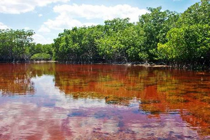 Conoce el río rojo de Celestún, maravilla natural