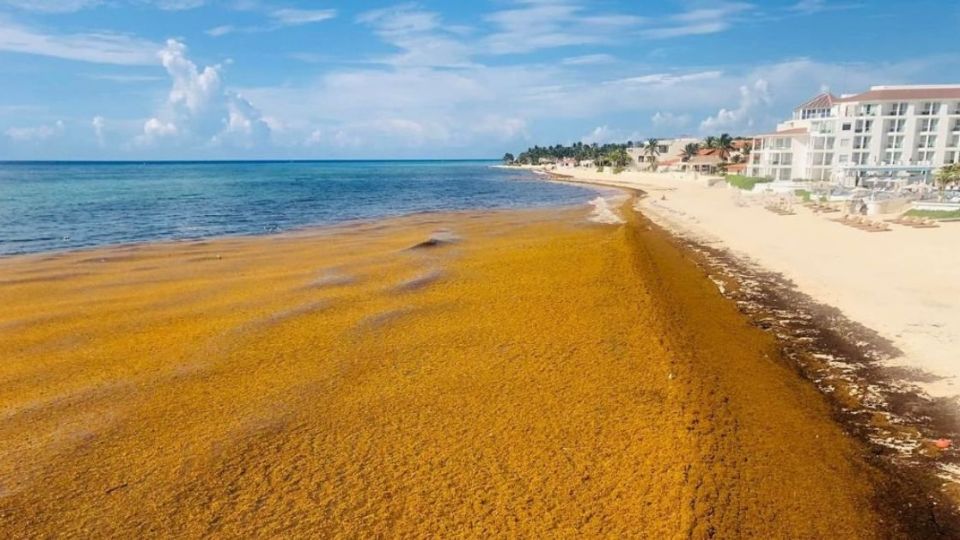 ¿Y la Semana Santa? Prevén arribo histórico de sargazo a las playas de Quintana Roo