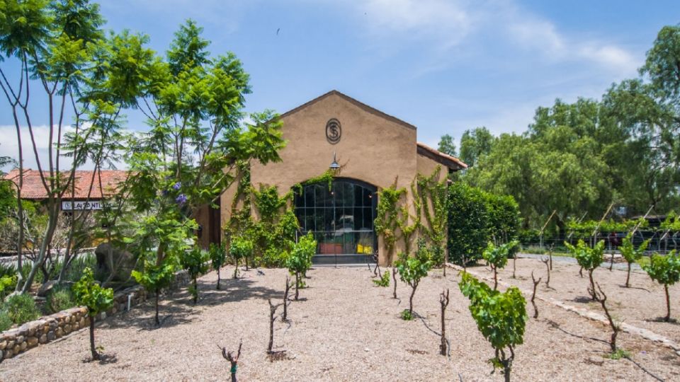 Vinedo Dolores Hidalgo