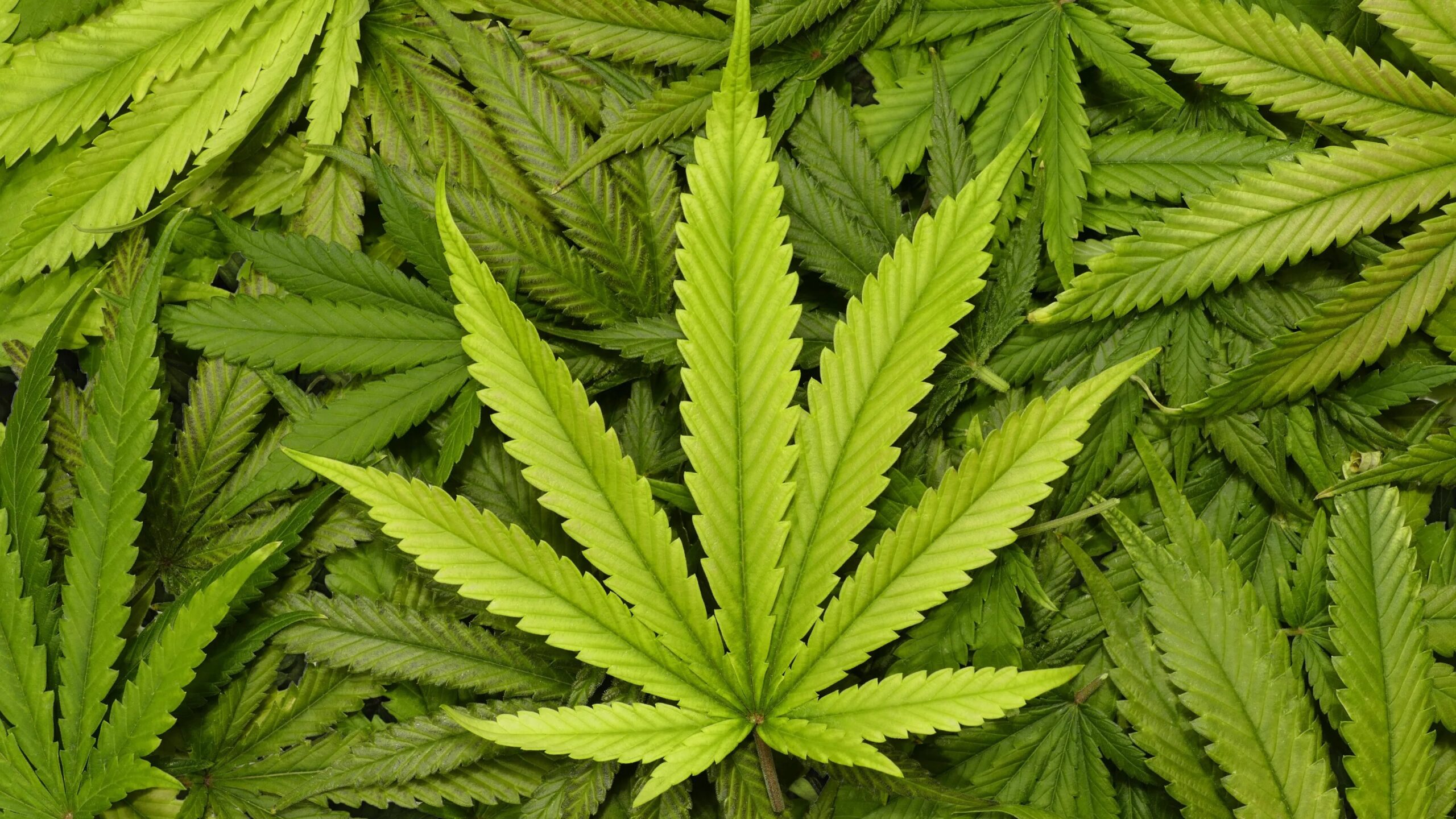 Cannabis Marihuana