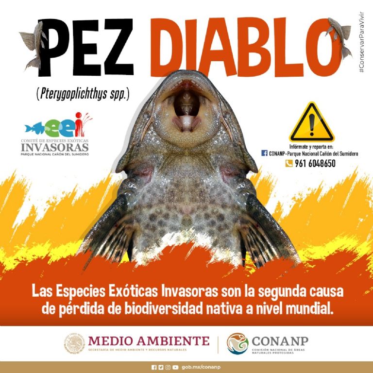 Alerta en el Cañón del Sumidero por presencia de 'pez diablo' El turismo que recibe frecuentemente el municipio de Chiapa de Corzo en Chiapas podría verse afectado por la aparición del "pez diablo" en el Cañón de Sumidero, que es uno de los principales atractivos de esta zona pues ya tiene presencia en el Río Grijalva. Considerada una especie exótica invasora, su reproducción ha ocurrido rápidamente, poniendo en riesgo a las especies nativas, ya que pueden construir hasta 20 nidos en una área de un metro cuadrado, desplazando a peces como la tilapia, el bagre o la mojarra, especímenes de la región. https://larevistadelsureste.com