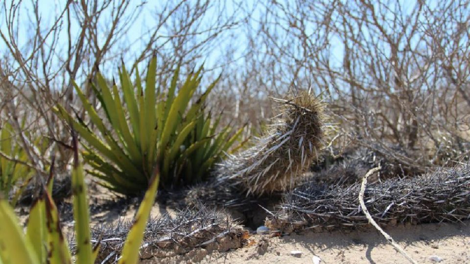 Baja California Sur, el estado que resguarda al único cactus que camina en el mundo