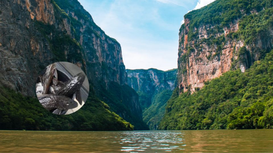 Alerta en el cañón del sumidero por presencia de 'pez diablo' la revista del sureste mx Pez Diablo Invasora