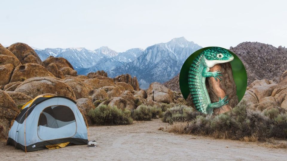 Sierra Madre Oriental, la zona que ‘esconde’ al dragoncito azul: ¡orgullo mexicano!