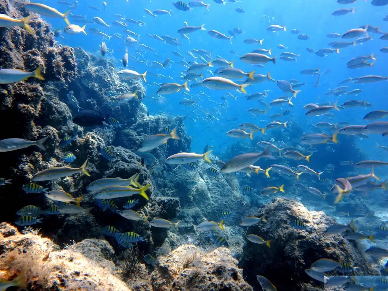 Snorkel En Bahia De Banderas.jpeg