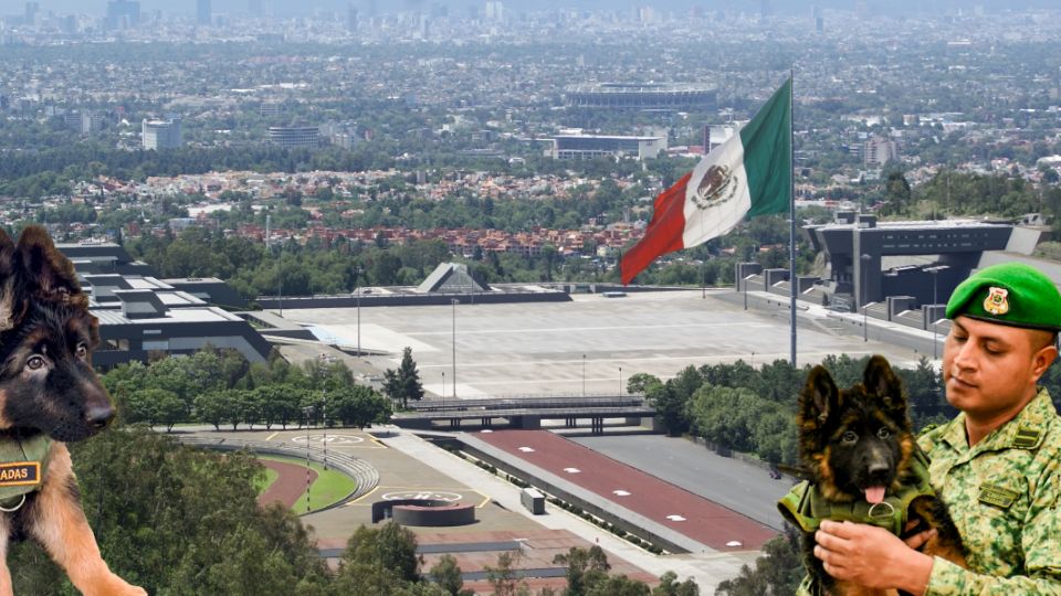 Qué significa el nombre del cachorrito que Turquía donó a México