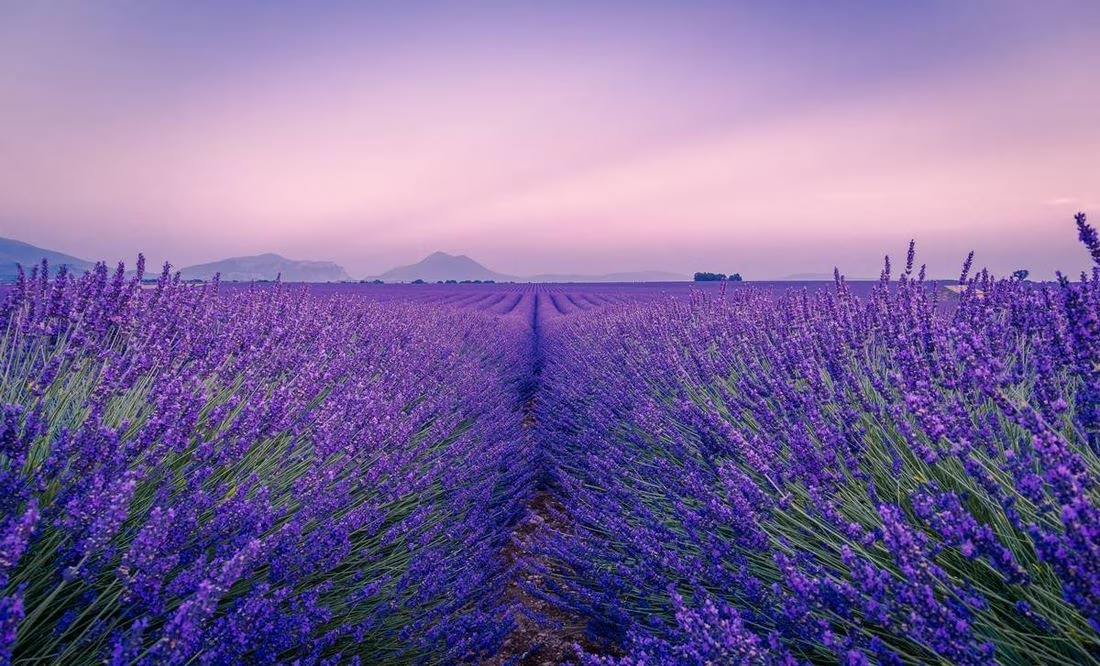 Lavanda Campos