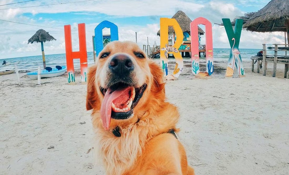 Holbox: guía para una vacación perrona, al estilo de Murph Holbox