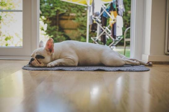 Cómo saber si tu perro tiene calor y qué hacer para refrescarlo la revista del sureste mx 5Faa63595F250