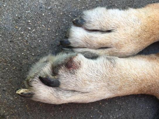 Cómo saber si tu perro tiene calor y qué hacer para refrescarlo la revista del sureste mx 5Faa6A5349Fc9