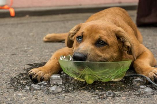 Cómo saber si tu perro tiene calor y qué hacer para refrescarlo la revista del sureste mx 5Faa726B1082F