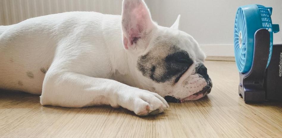 Cómo saber si tu perro tiene calor y qué hacer para refrescarlo