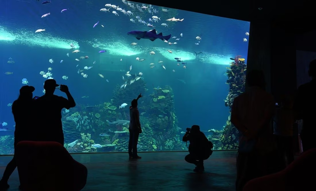 Cuánto cuesta ir al nuevo Gran Acuario Mazatlán Mar de Cortés