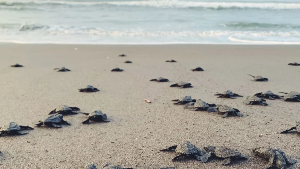 3 destinos en México para vivir una fantástica experiencia liberando crías de tortugas al mar