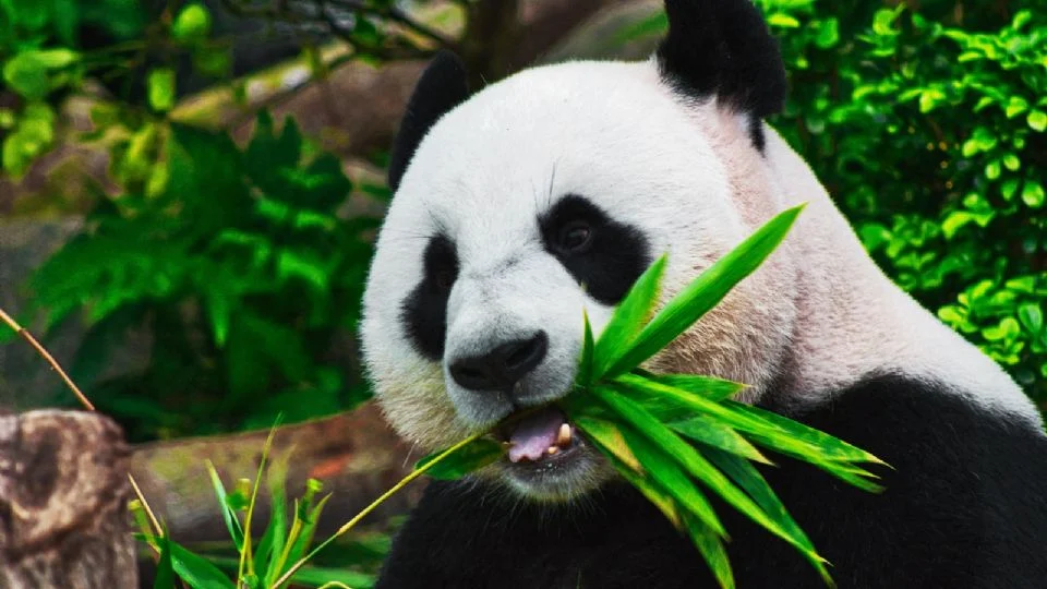 F960X540 22482 96557 15