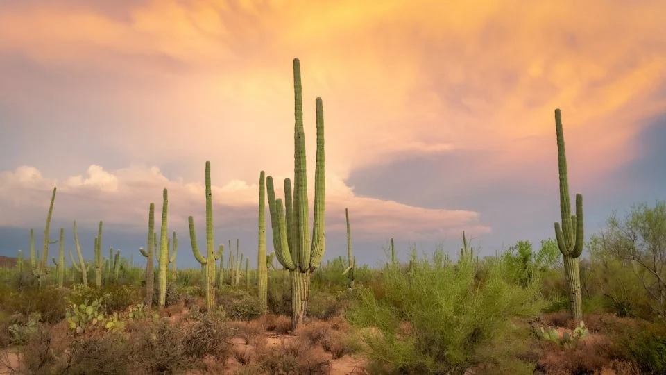 NASA revela cuáles son los dos lugares más calientes de la tierra y uno está en México