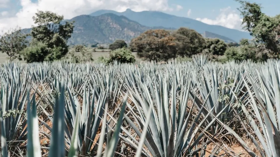 ¿Cuál es el costo del viaje en tren en el Pueblo Mágico de Tequila y cuándo dura?