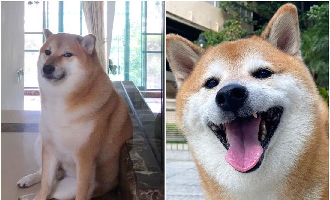 ¡Hasta siempre, Cheems! Muere Balltze, el famoso perrito que conquistó las redes sociales con sus stickers y memes