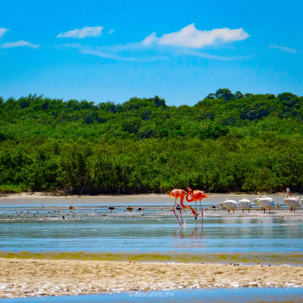 Temporada De Flamingos En Celestún, Yucatán Ver Flamingos Rosados Es Un Verdadero Espectáculo, Te Decimos La Mejor Temporada Para Verlos En Celestún, Yucatán Https://Larevistadelsureste.com