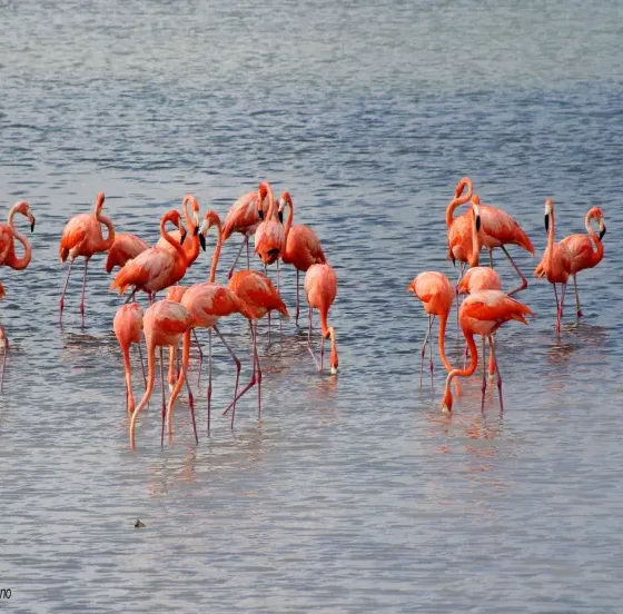 Flamingos Yucatan