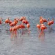 Temporada De Flamingos En Celestún, Yucatán Ver Flamingos Rosados Es Un Verdadero Espectáculo, Te Decimos La Mejor Temporada Para Verlos En Celestún, Yucatán Https://Larevistadelsureste.com