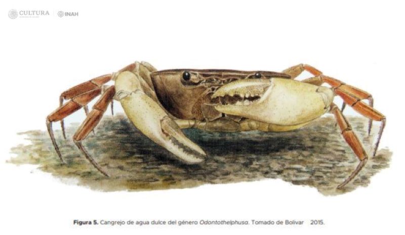 Cangrejos reales: la exótica dieta de la realeza maya en palenque la revista del sureste mx Cangrejos De Agua Dulce Manjar Para Elite Palencana
