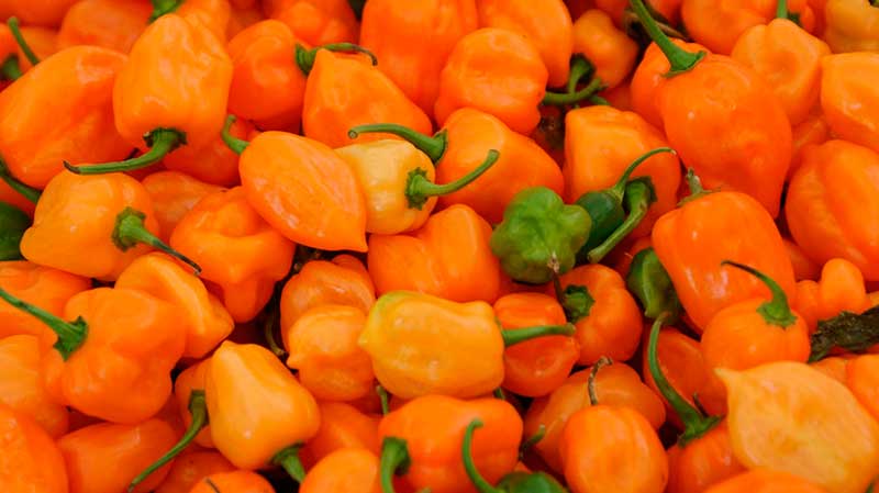 Chile Habanero