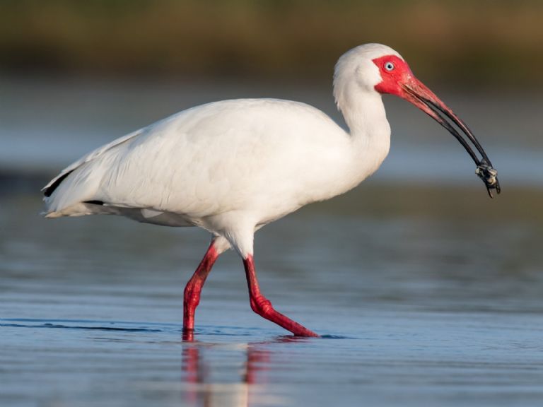 El majestuoso guardián blanco de Isla Contoy