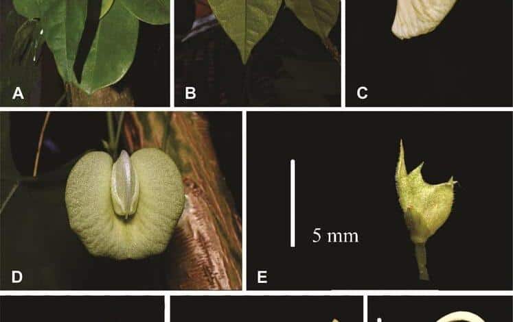 Científicos yucatecos descubren una nueva especie de flor amarilla la revista del sureste mx Investigadores Yucatecos Identifican Nueva Flor
