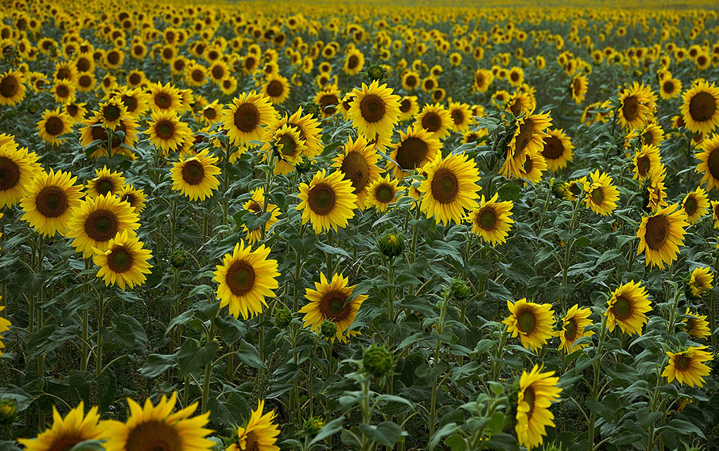 Santuario De Girasoles En Oaxaca Respiro De Crisis Climatica Mundial