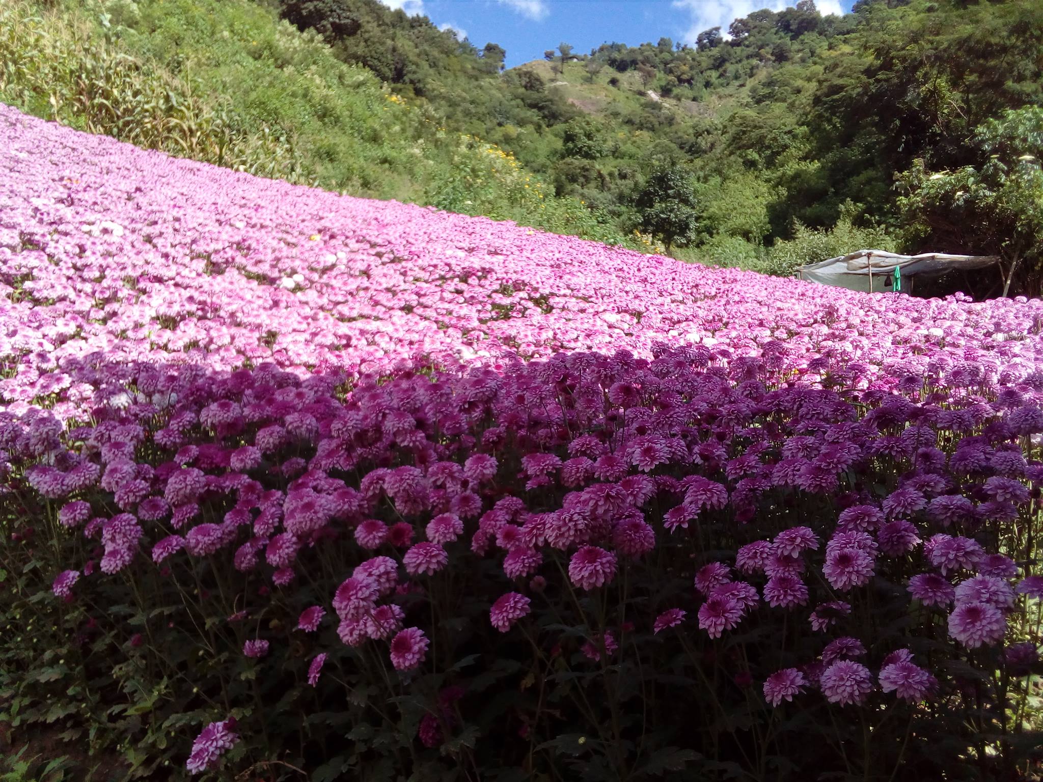 Descubre zinacantán, el pueblo tzotzil que viste de flores la revista del sureste mx Zinacantan Un Pueblo Chiapaneco Que Ama Las Flores