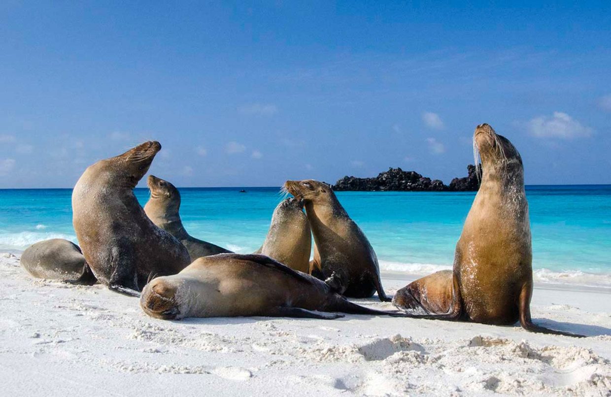 Aquarium De Veracruz Nuevos Residentes Llegaran Lobos Marinos