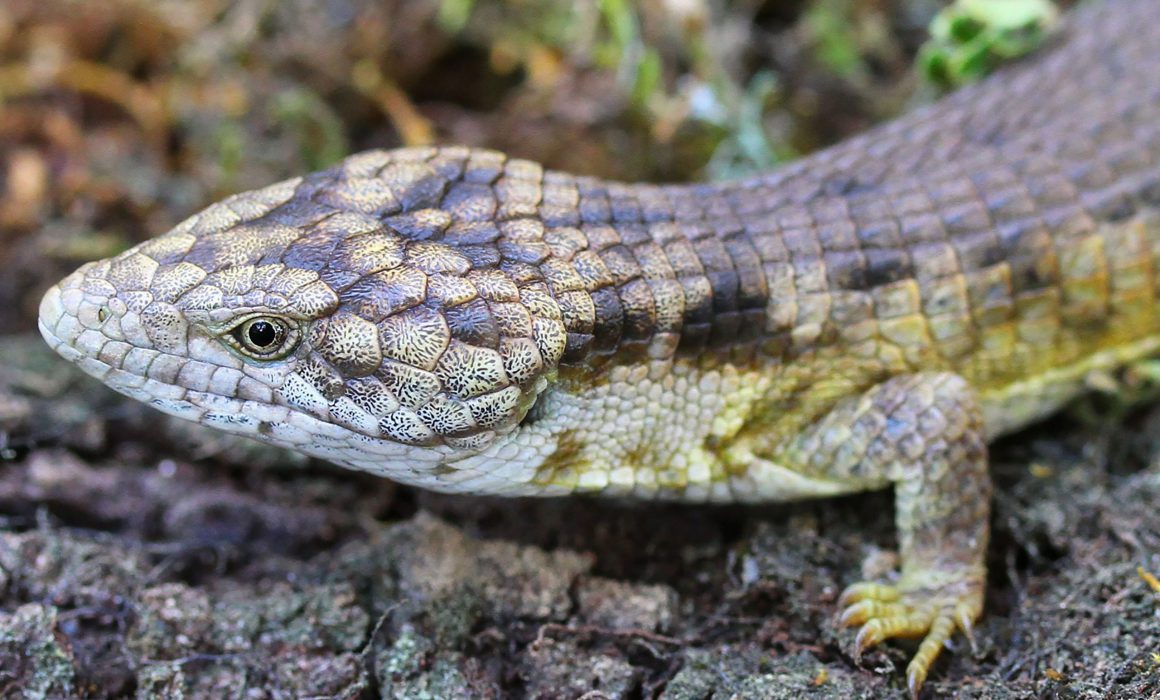 Descubren al dragoncito de coapilla: una nueva especie de lagartija en chiapas la revista del sureste mx Asi Es La Nueva Especie De Lagartija Que La Unam Descubrio En Bosques De Chiapas