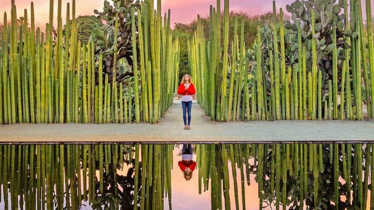 "explorando el tesoro verde de oaxaca: jardín etnobotánico en el corazón cultural de la ciudad" 🌿🌺 la revista del sureste mx Jardin Etnobotanico De