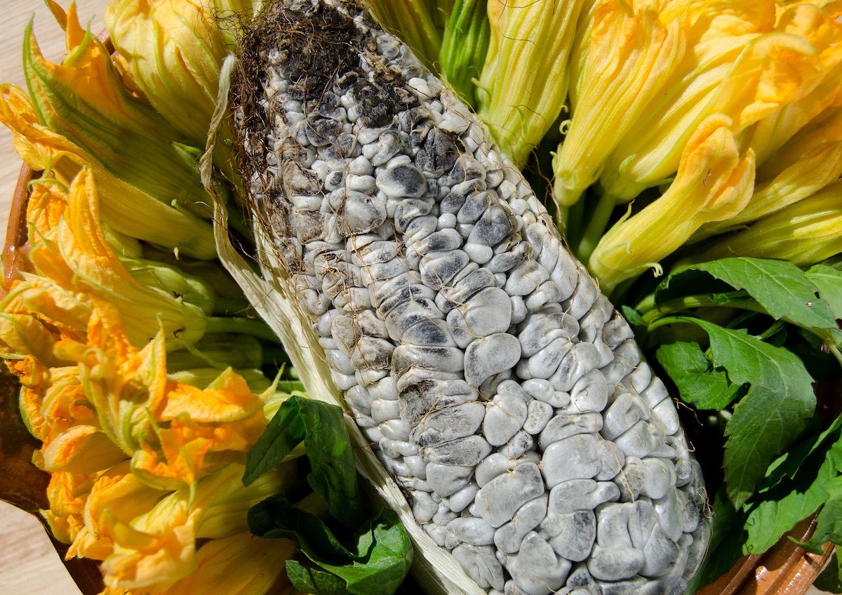 La Trufa Mexicana Tiene Nombre Se Llama Huitlacoche