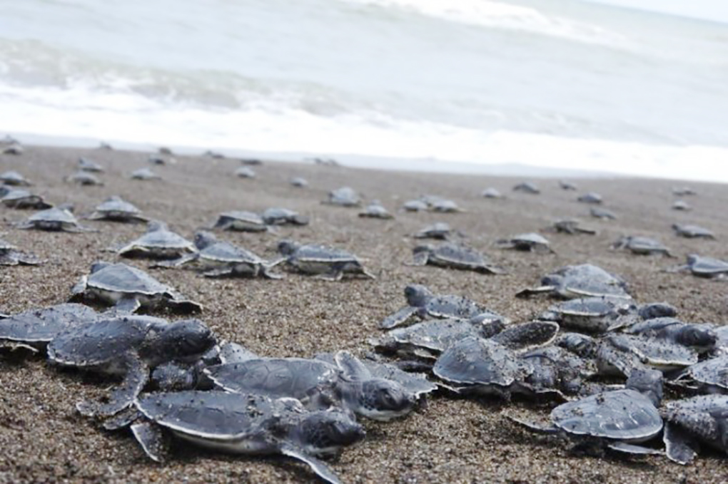 Playas De Veracruz Son Reconocidas Como Santuarios De Tortugas