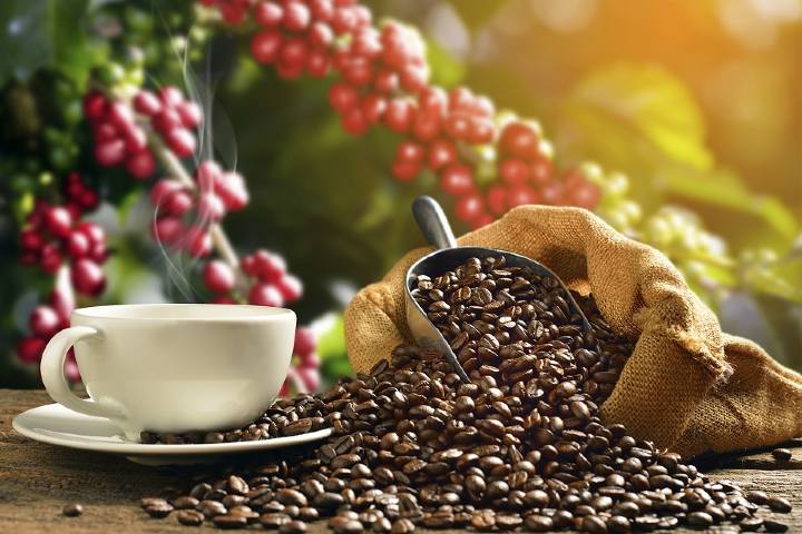 "descubre el tesoro del sur: café chiapas, con denominación de origen" la revista del sureste mx Sabias Que El Cafe Chiapas Tiene Denominacion De Origen