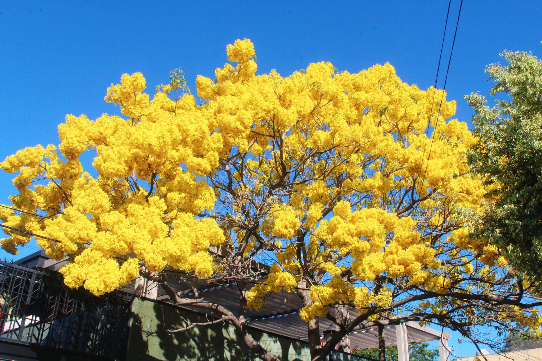 ¡Oaxaca se Viste de Colores! Descubre la Explosión Primaveral de sus Árboles en 2024"