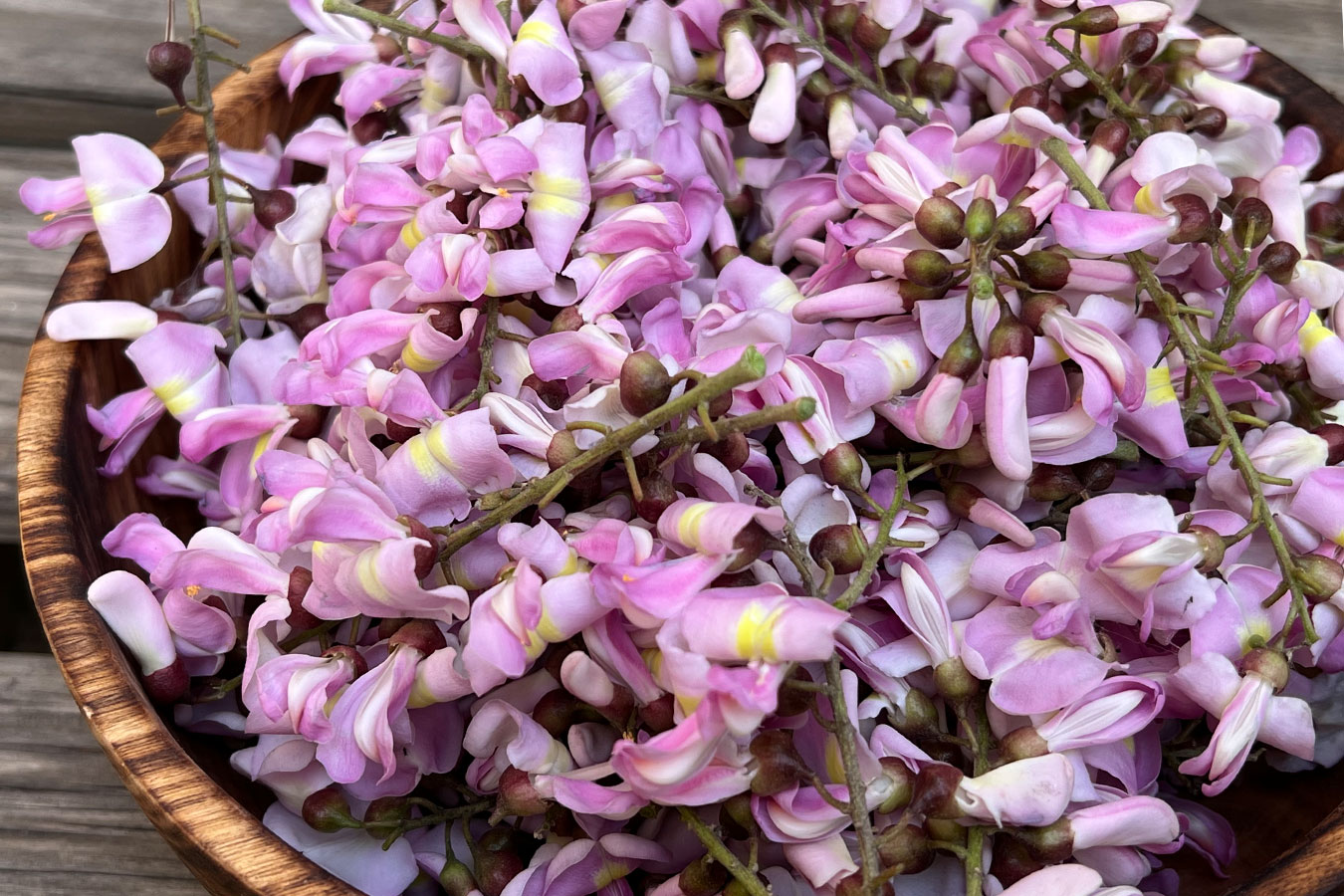 Descubre la exquisita flor de cuchunuc: un tesoro gastronómico de chiapas la revista del sureste mx La Flor De Cuchunuc
