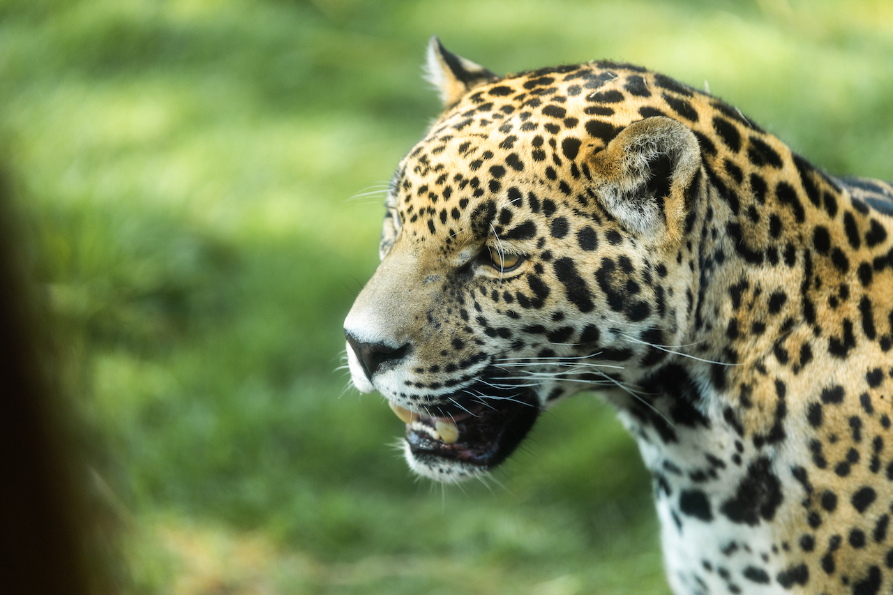 ¡salvemos al jaguar! Chiapas anuncia la creación del primer santuario para proteger a esta emblemática especie la revista del sureste mx Santuario Jaguar