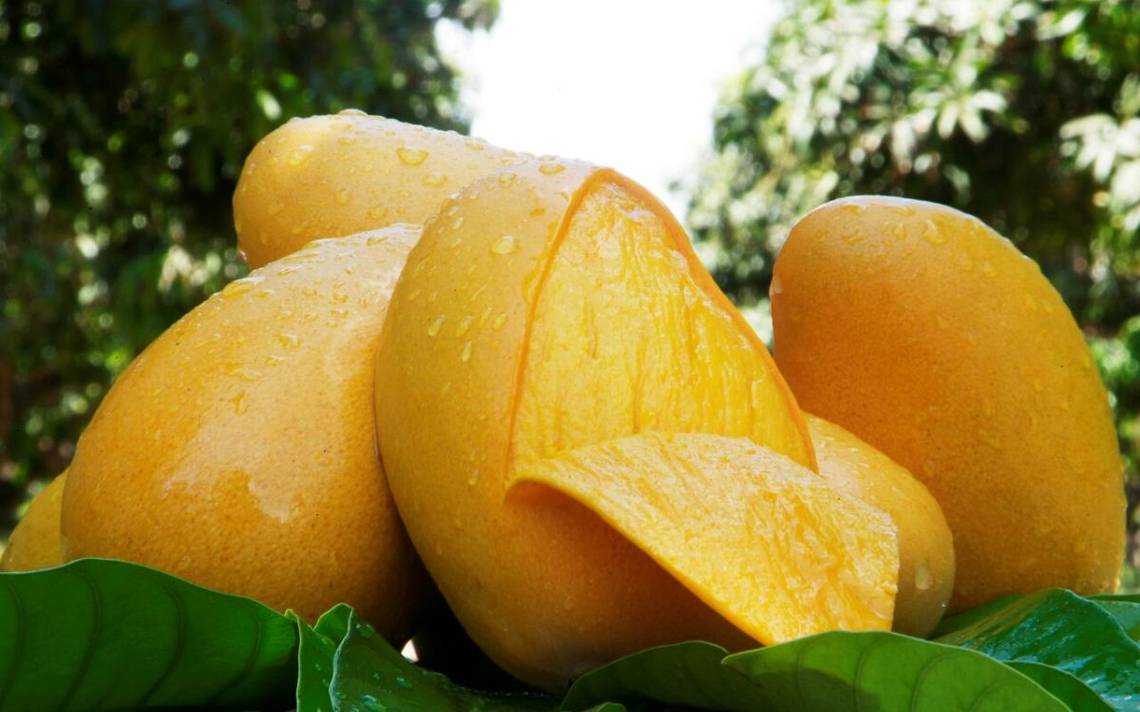 "¡sabor y tradición! Tapachula celebra el 20º festival internacional del mango ataulfo" la revista del sureste mx Festival Internacional Del Mango Ataulfo