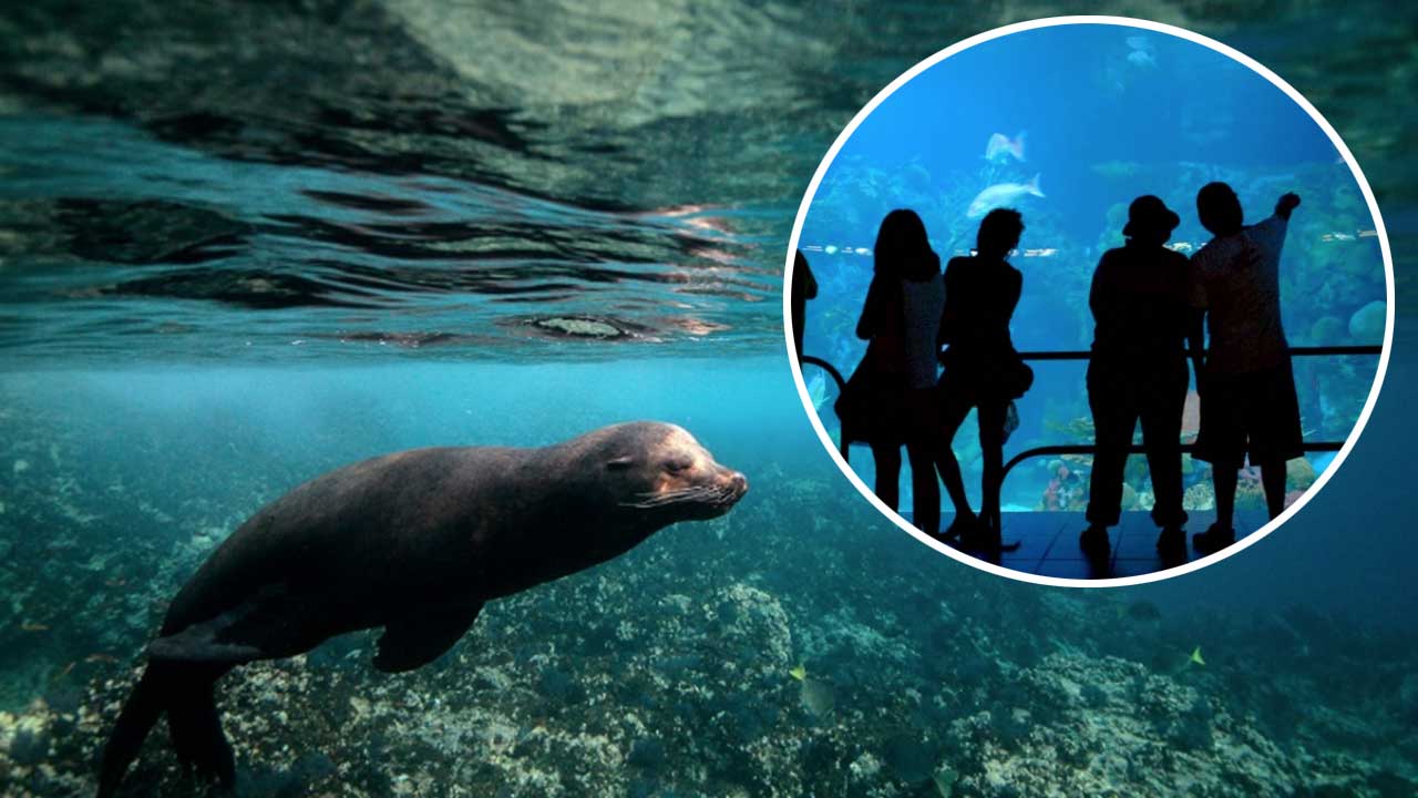 Aquarium De Veracruz Lobos Marinos