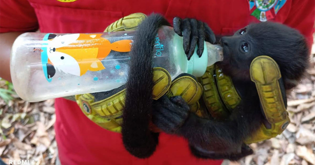 Monos Aulladores Caen Muertos De Los Arboles En Chiapas Y Tabasco