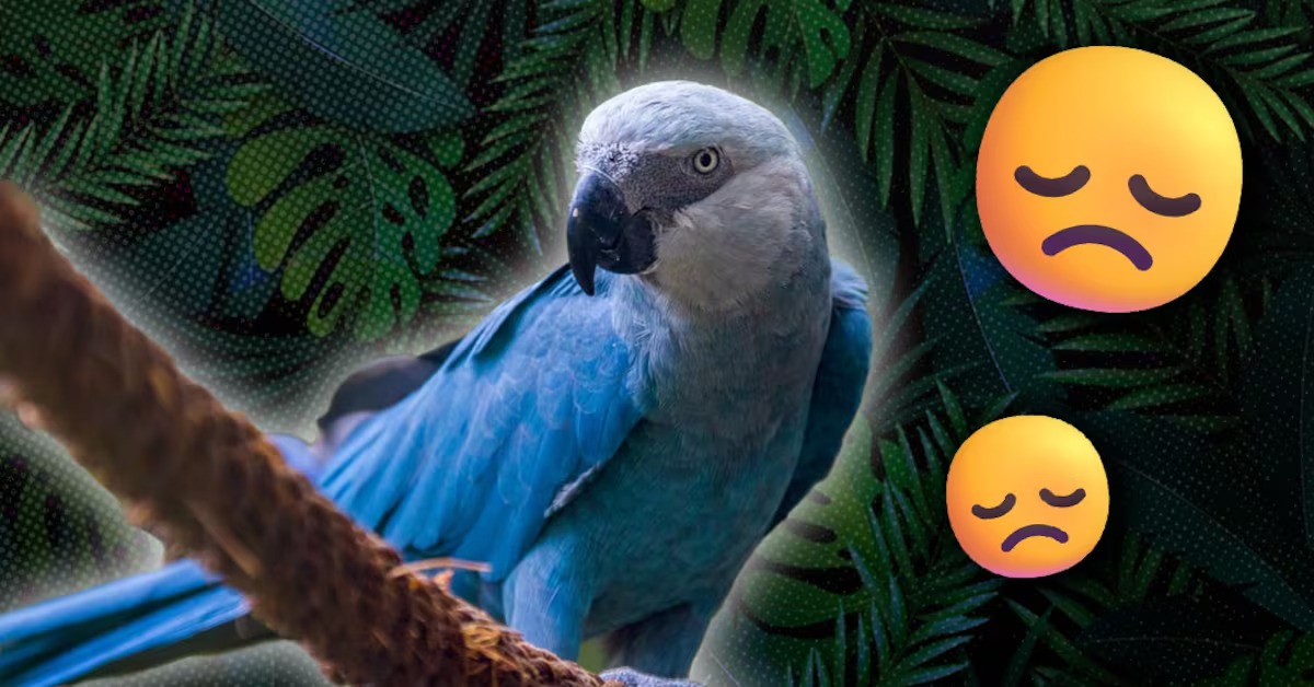 Blu De Rio Declarado Extinto En La Naturaleza