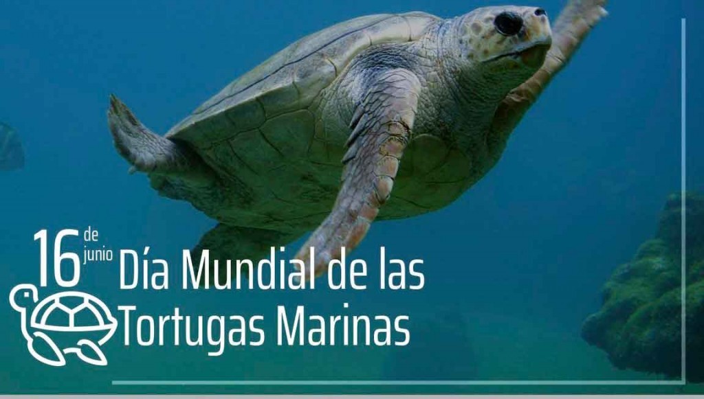 Día Mundial de las Tortugas Marinas: Protegiendo a estas ancestrales habitantes del Mar