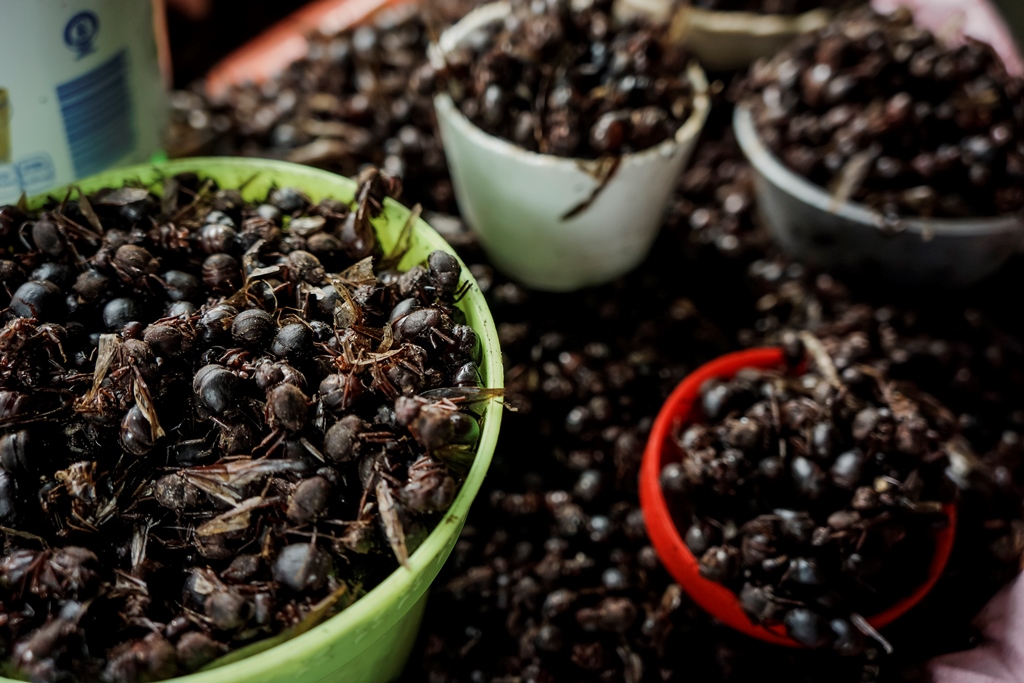 Feria Gastronomica Del Nucu