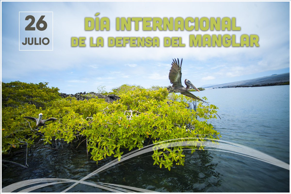 26 De Julio Dia Internacional De La Defensa Del Ecosistema Manglar